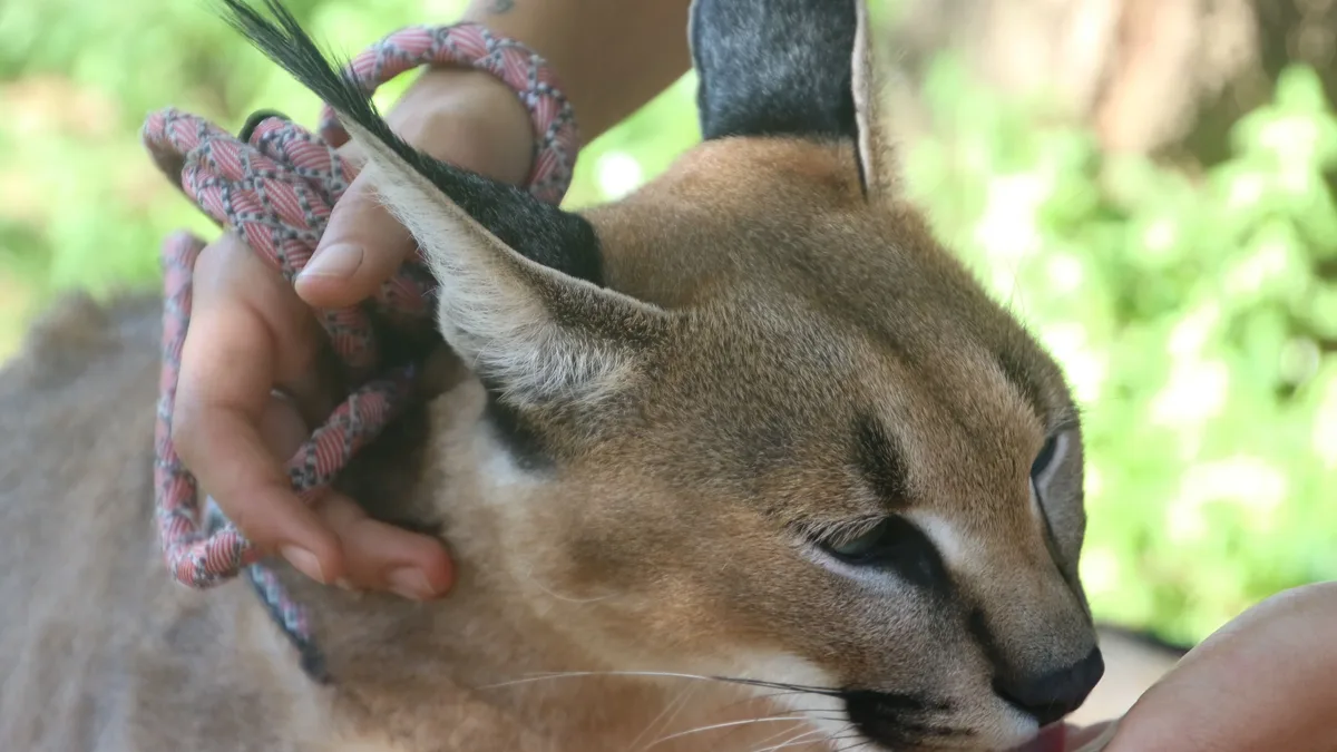 The growing exotic pet trade in India is creating repeated opportunities for dangerous pathogens to jump between imported...