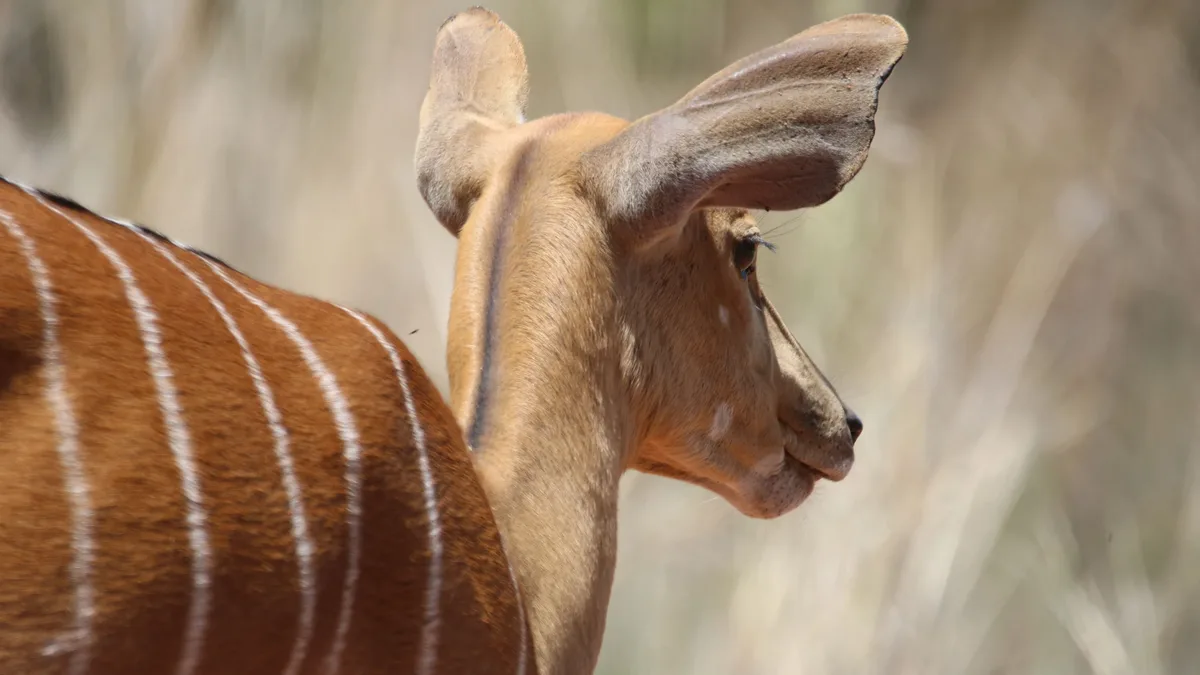 Scientists have sequenced the first genome of the critically endangered Visayan spotted deer, revealing low genetic...