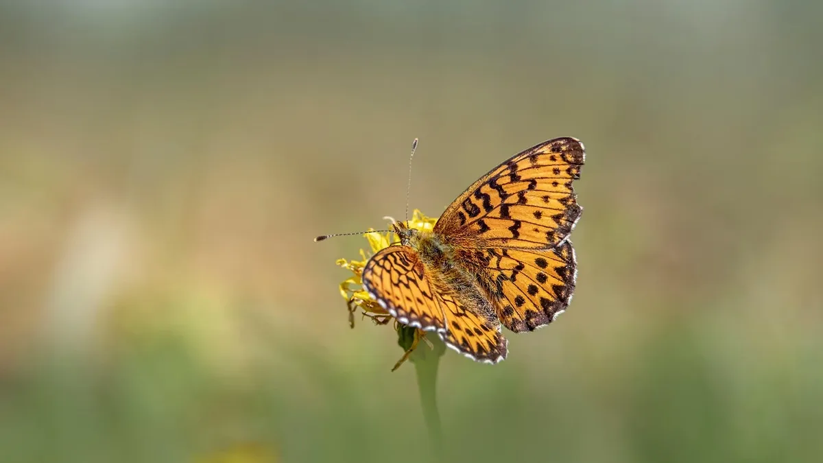 Record 2026 heatwaves produced Britain's second-best butterfly season in 16 years, but conservationists warn the drought...