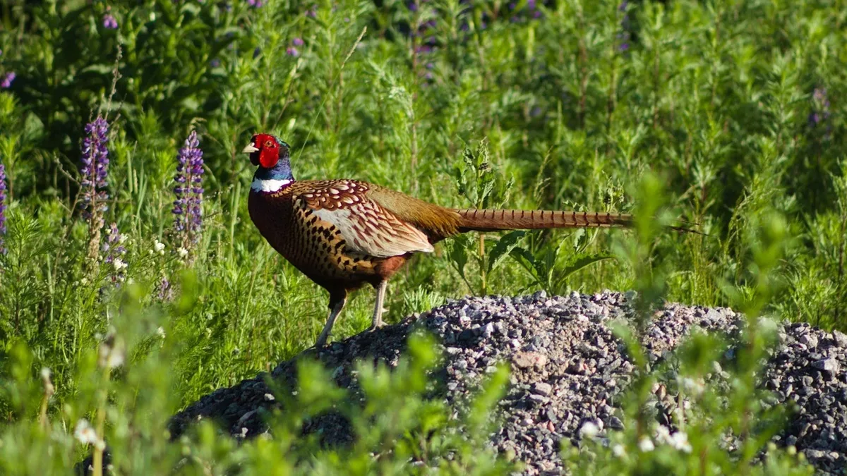 Two Himalayan pheasant species, the white-crested kalij and the vulnerable western tragopan, are under pressure from...