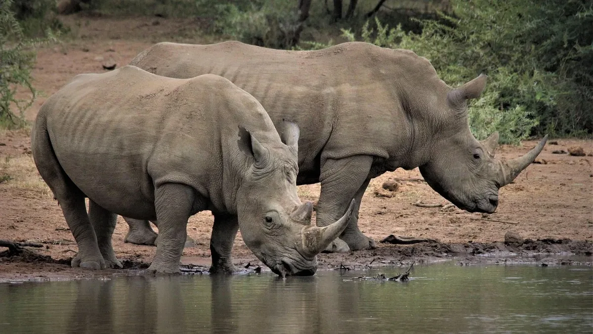 Indonesia's critically endangered Javan rhinos were unharmed by a recent volcanic eruption near their only home, Ujung...