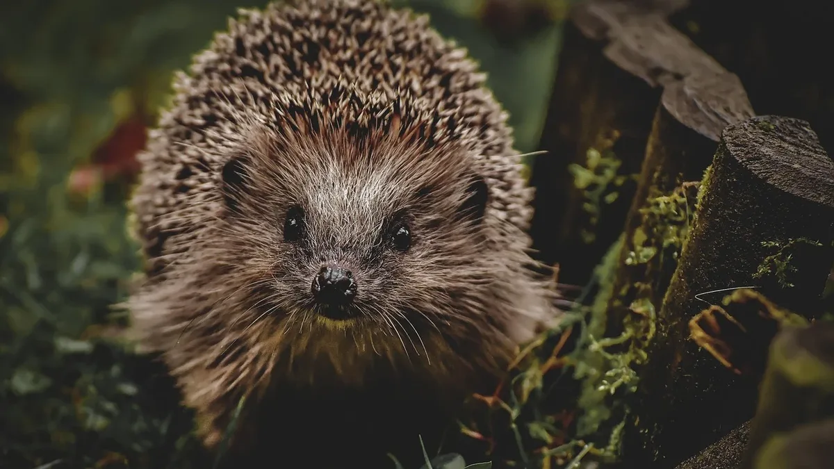 Prisoners at HMP La Moye built 20 hedgehog boxes for a local preservation group, raising charity funds and learning...