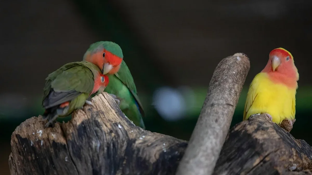 The critically endangered kākāpō parrot population has surpassed 300 for the first time in 75 years, reaching 325 birds...