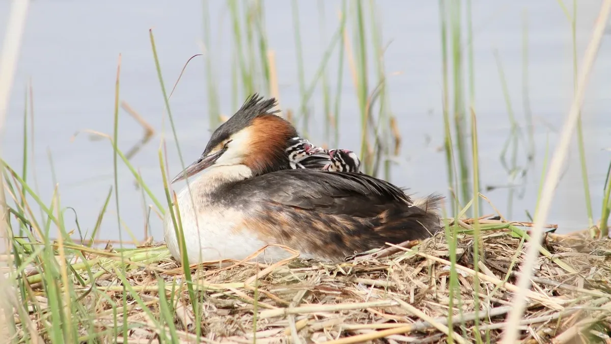 A conserved North Carolina barrier island reported its largest-ever Least Tern colony and the return of nesting Black...