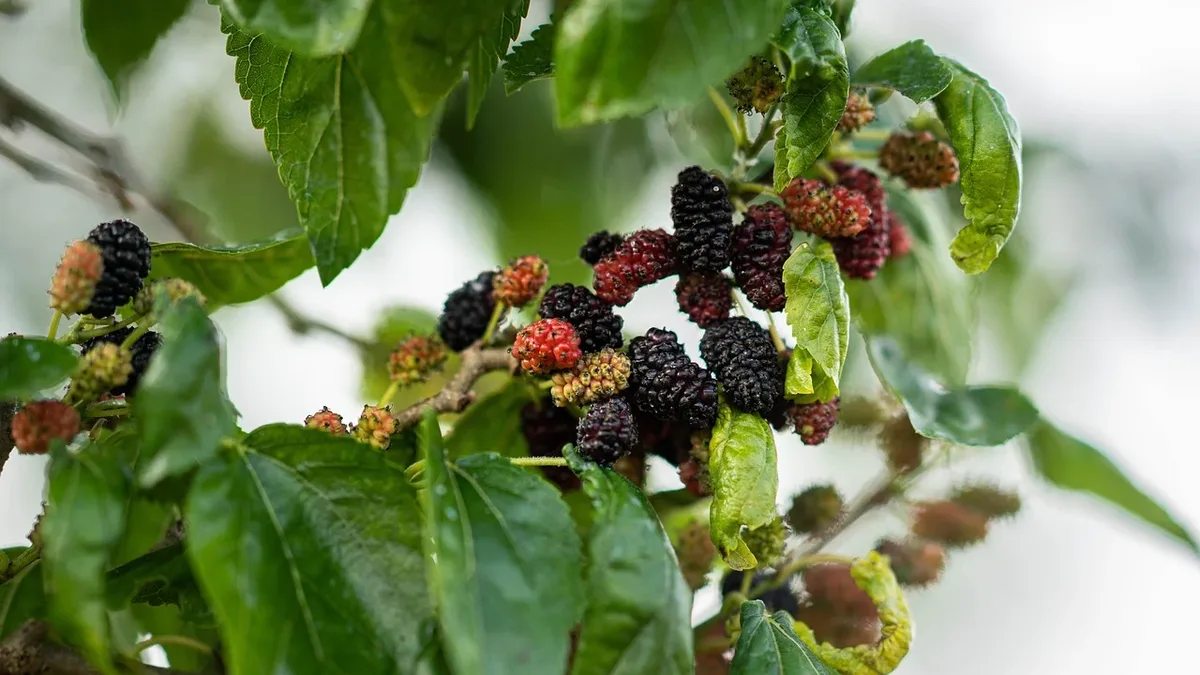 A new guide and workshops in Malawi aim to integrate native fruit trees into landscape restoration to address both human...