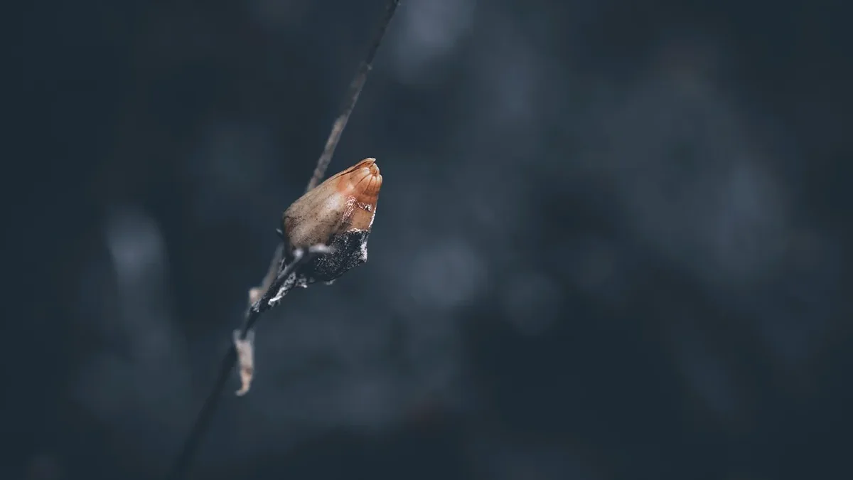 Scientists have identified a new species of cryptic frog in the Amazon floodplains, distinguished primarily by its...