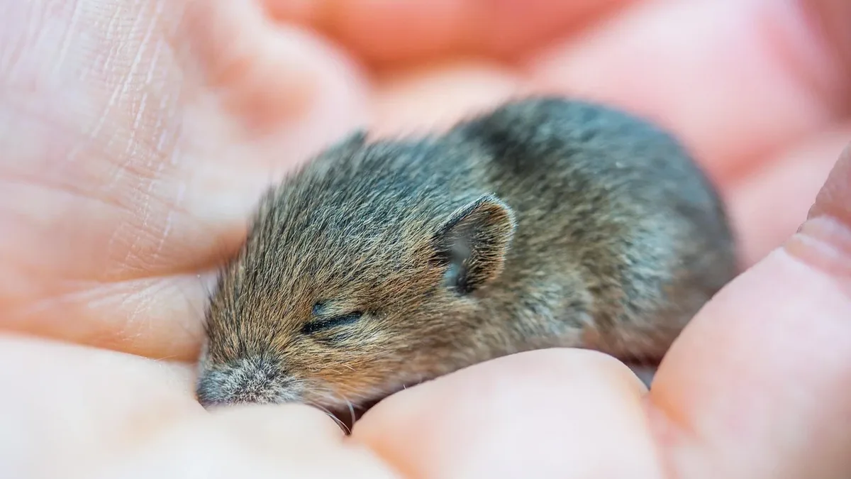 Scientists have formally described Mus dumbara, a new endemic spiny mouse species from Sri Lanka's Dumbara mountains...