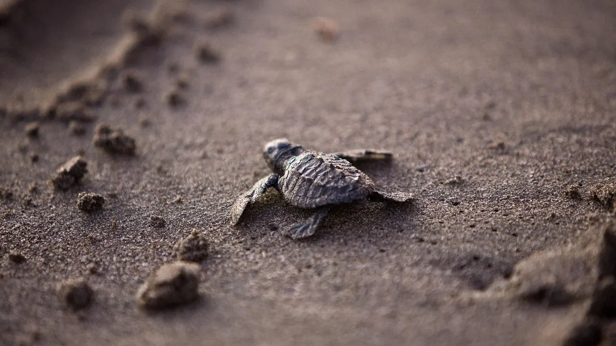 Two olive ridley sea turtles have nested on Orange County beaches, marking the first documented cases on the US west...