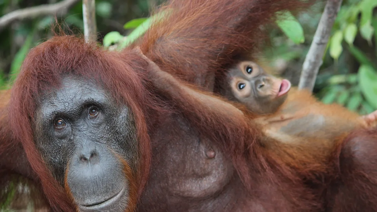 Wildfires fueled by El Niño are threatening Bornean orangutans with local extinction, with over 100 animals rescued so far