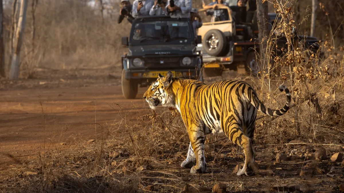 A new study in Bangladesh's Sundarbans finds high parasite infection rates in Bengal tigers, with human proximity...