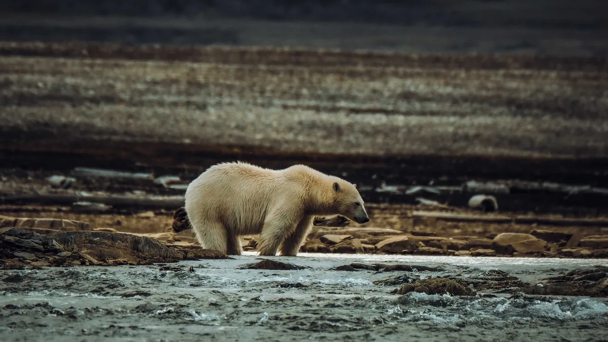A new study documents polar bears, driven ashore by melting sea ice, devastating seabird colonies in Alaska