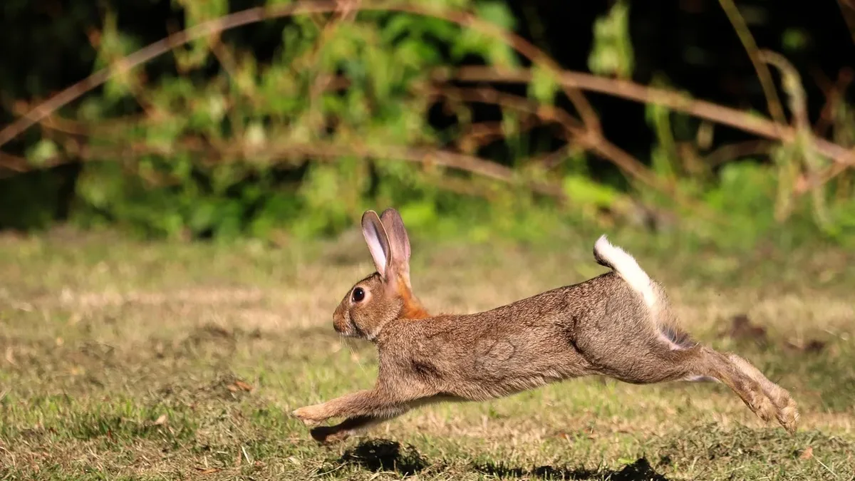 After a wet winter, European rabbit populations are surging across Australia, competing with and endangering hundreds of...