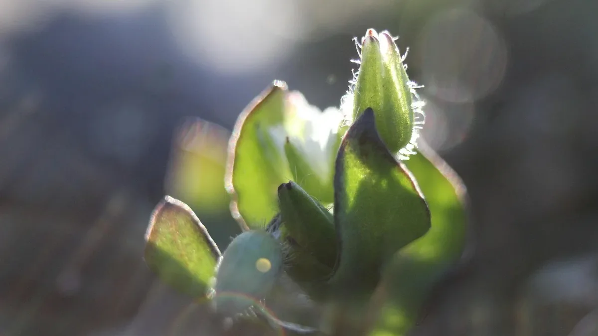 Rehabilitacion: A plant species last recorded in Sri Lanka in 1855 has been found in a lowland forest fragment