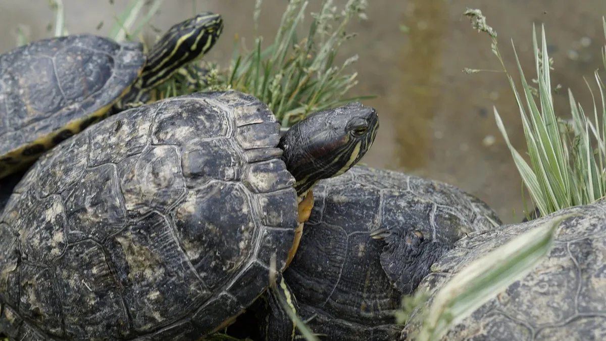 A group of rescued freshwater turtles is returned to a restored wetland after a controversial water cut-off, while a...