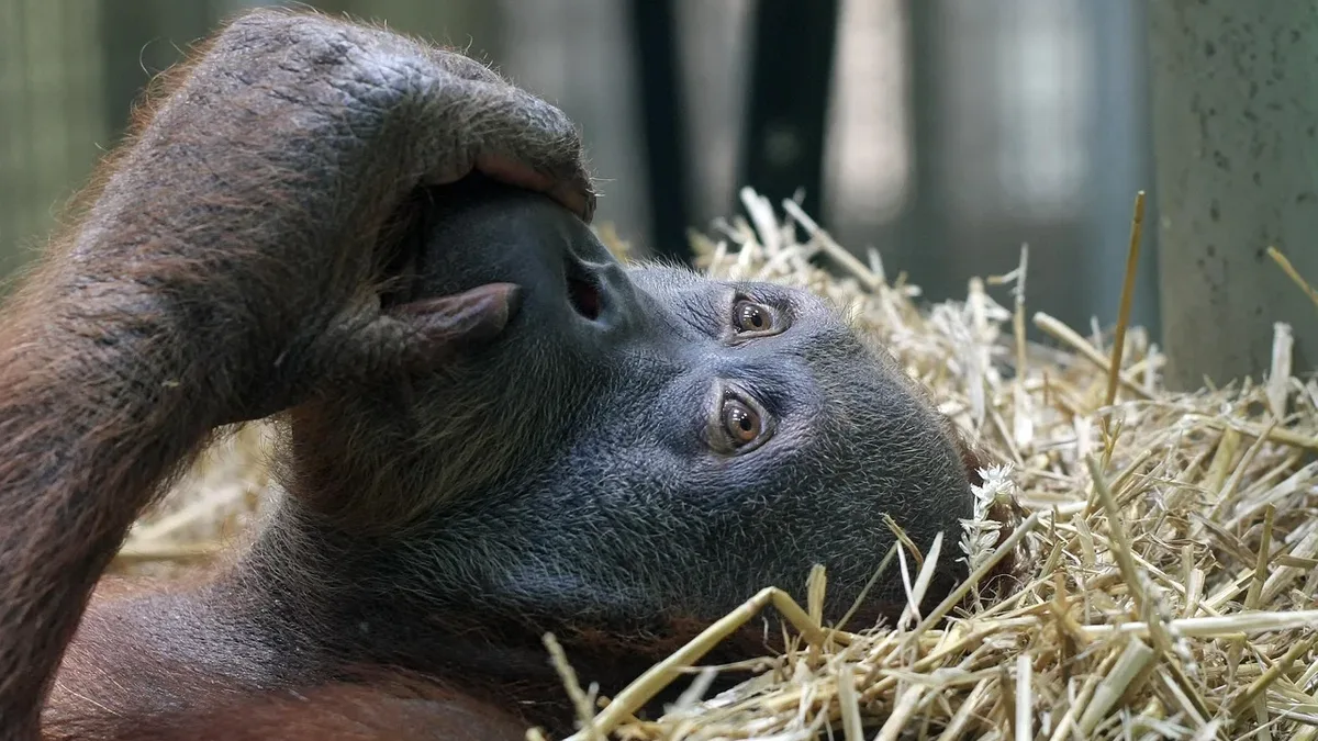 Indonesian rescuers recovered seven critically endangered Bornean orangutans from wildfires in August, with one dying...