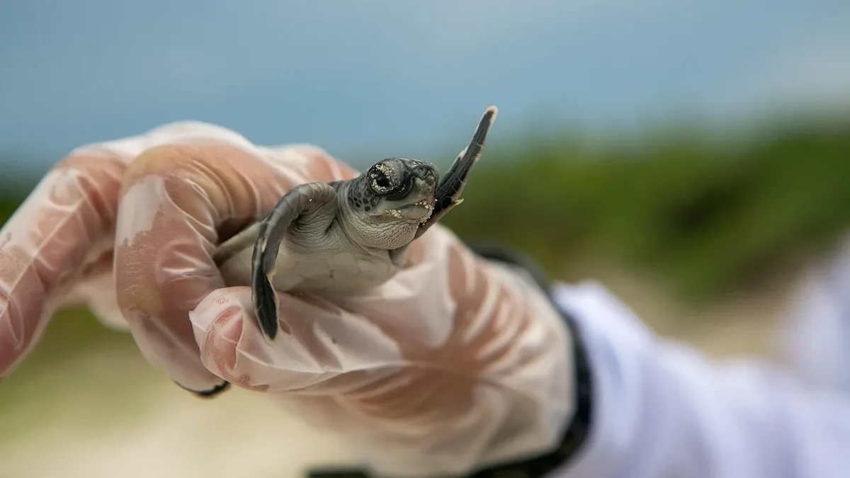 A 2015 raid in the Philippines revealed over 3,800 endangered Palawan forest turtles in a warehouse, triggering a massive...