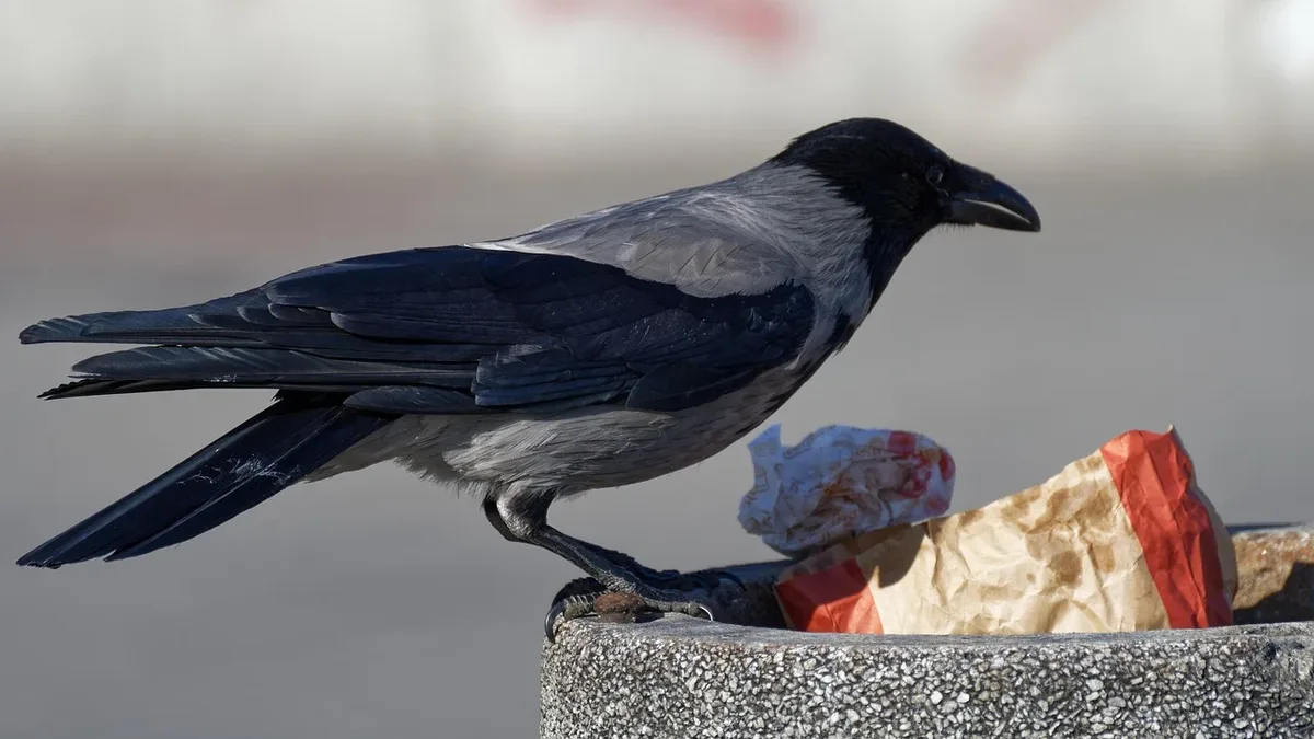 Singapore has restarted shooting crows due to public complaints about bird attacks, renewing debate over lethal wildlife...