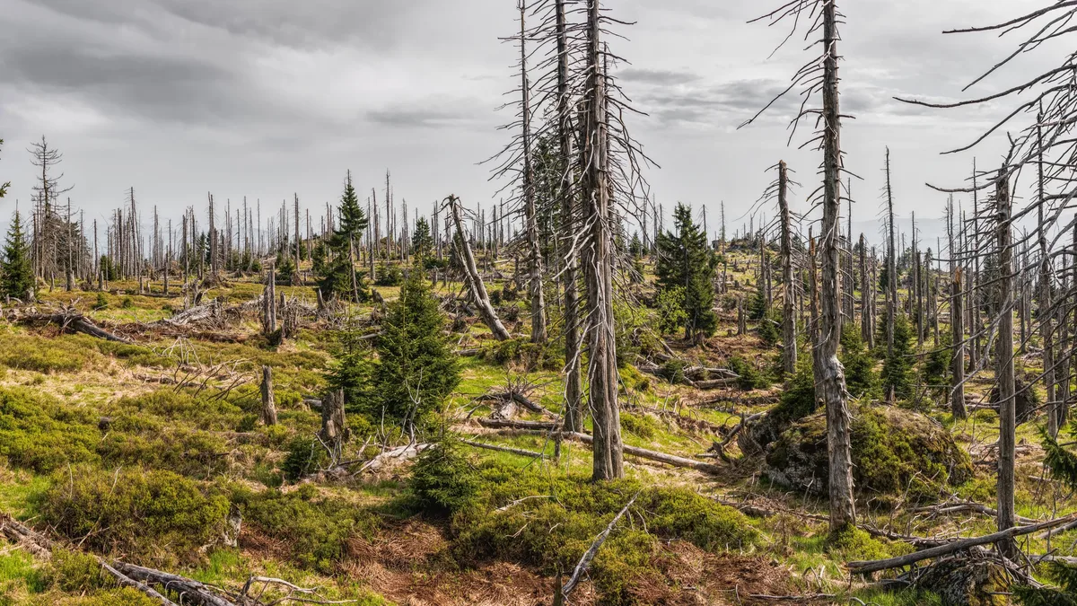 A Trump administration decision to rescind a 2001 forest protection rule could accelerate extinction for over 400...