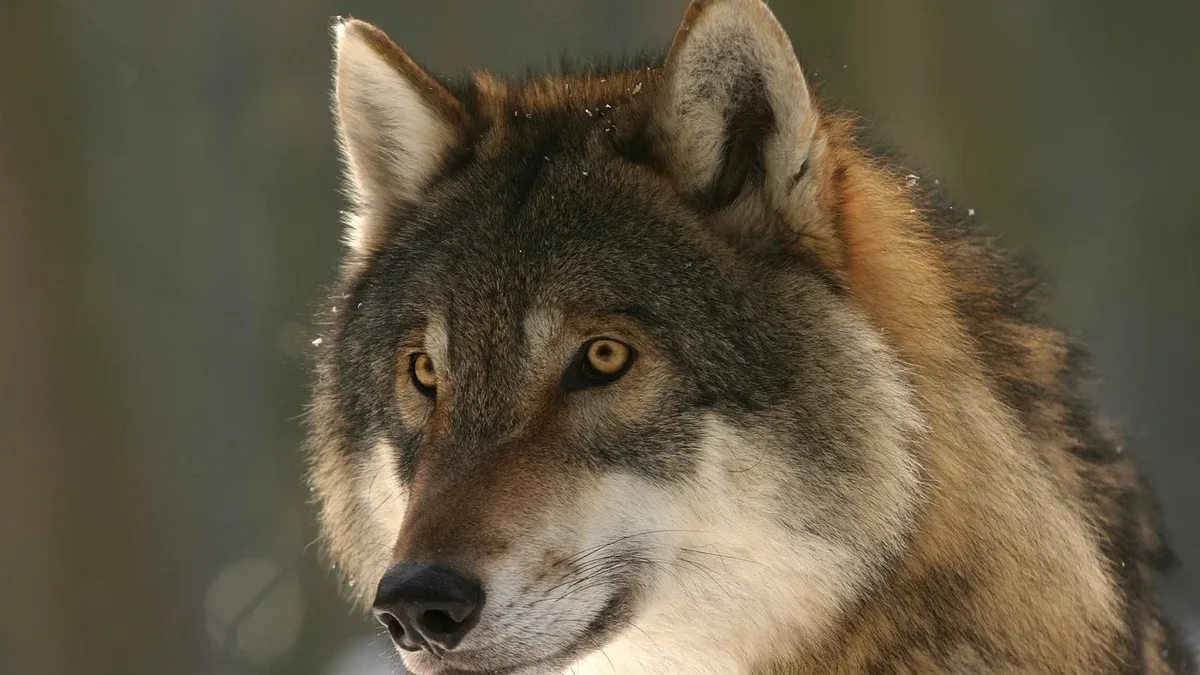 President Trump has signed an executive order directing the Interior Department to review removing gray wolves from the...