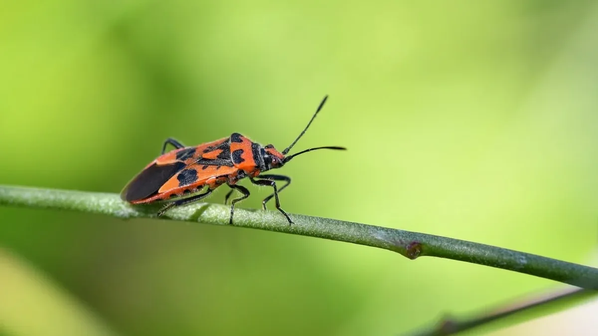 Australian researchers have identified two new large stick insect species in far north Queensland, correcting a...