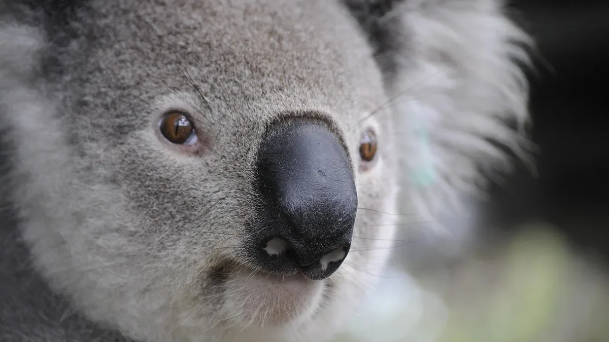 A suppressed report shows Victoria's koala population is 224,800, half prior estimates, with 43% of sampled animals in...