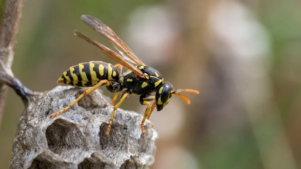 A naturalist documented a wasp colony building a football-sized nest in a shed over ten weeks, observing its complex...