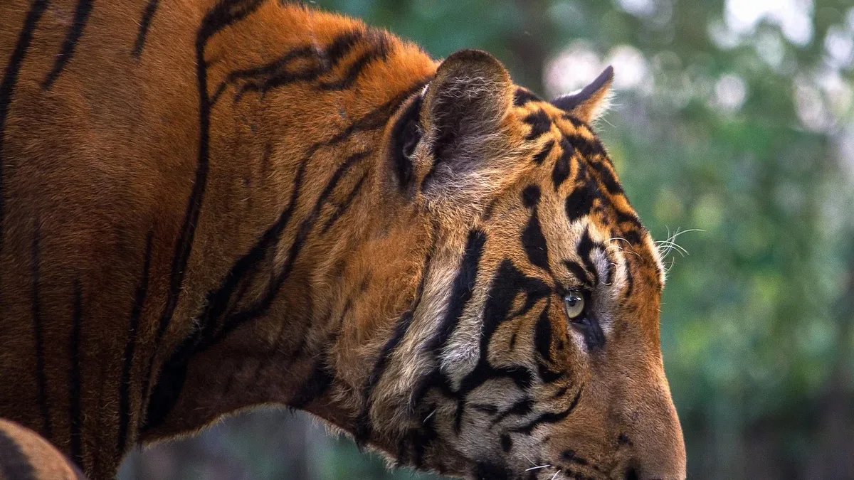 A new report finds fewer than half of tiger trafficking arrests in Southeast Asia lead to convictions, creating a...