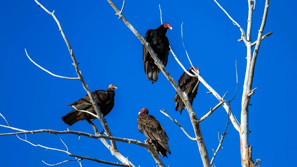 A two-year-old regional plan to save West Africa's critically endangered vultures is struggling with implementation