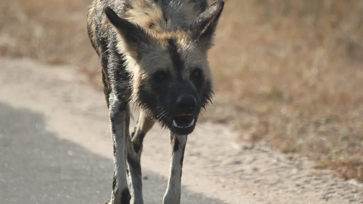 Three endangered African wild dog brothers in Zambia completed the longest recorded mammal journey on the continent...
