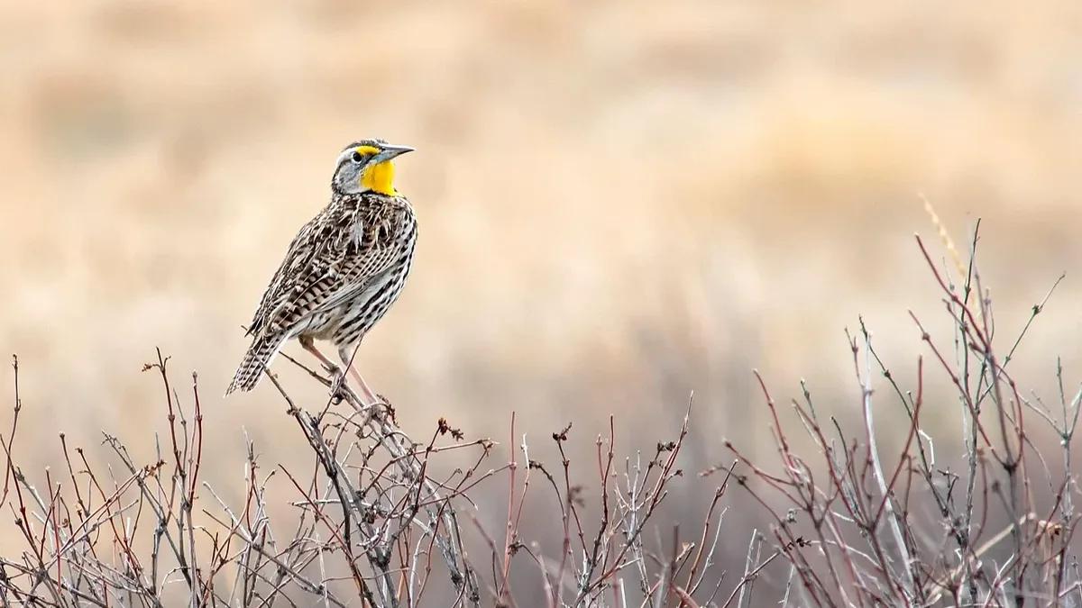 A decade of bird-friendly forestry at a Hudson Valley sanctuary quadrupled the Wood Thrush population and tripled plant...
