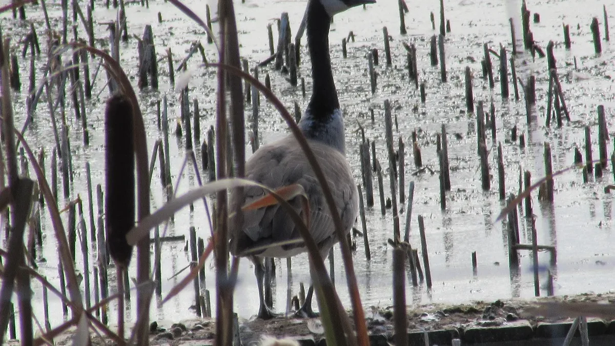 A restored Cheshire wetland, once a dumping ground, now supports 64% of Britain's breeding population of the rare...