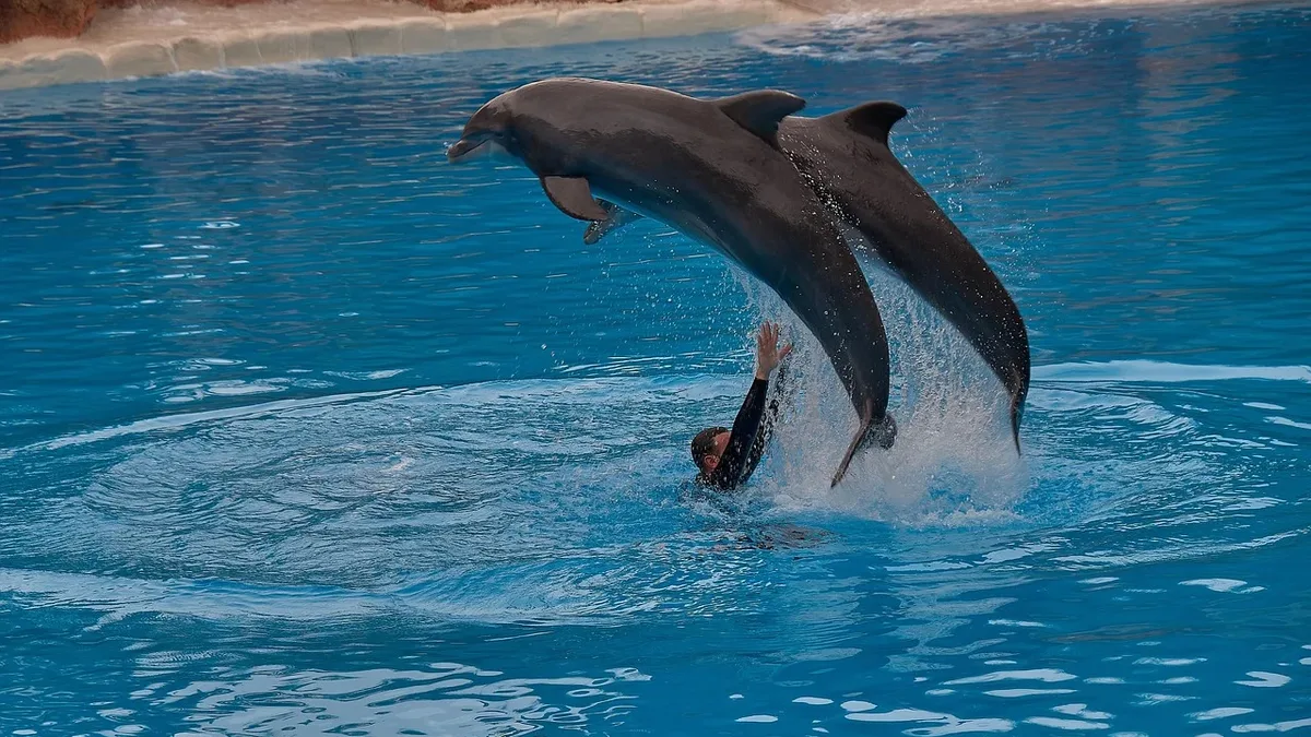 On World Dolphin Day, reports detail threats to dolphins from illegal fishing gear and captivity, alongside observations...