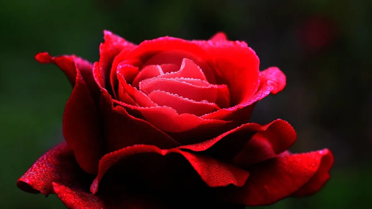 Money: Red rose, flower, love, heart, petals, beautiful flowers.