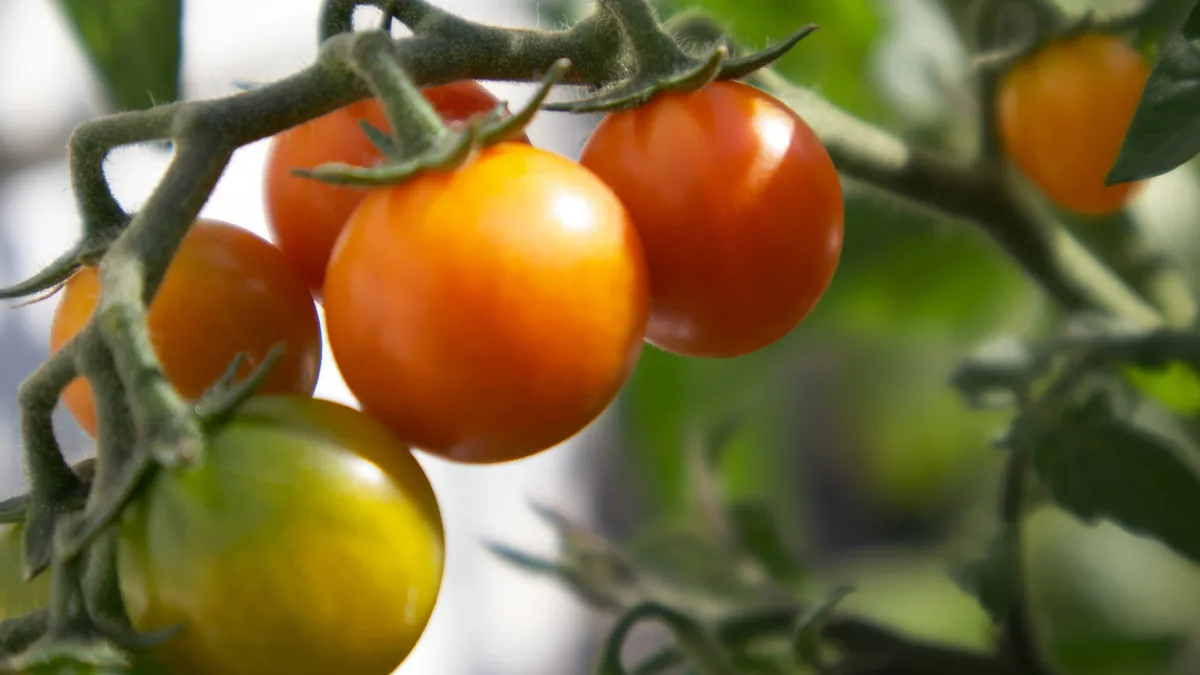 The Sungold cherry tomato, bred in Japan in the 1980s but rejected there, became a US and UK favorite for its sweet...