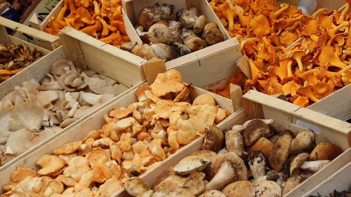 A guide to edible mushrooms, explaining their unique biology, cultivation versus foraging, and detailed profiles of...