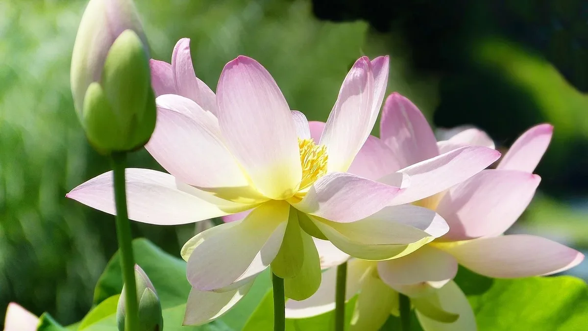 Fashion Weeks: Lotus flower, lotus, petals, pink, aquatic plant, pond.