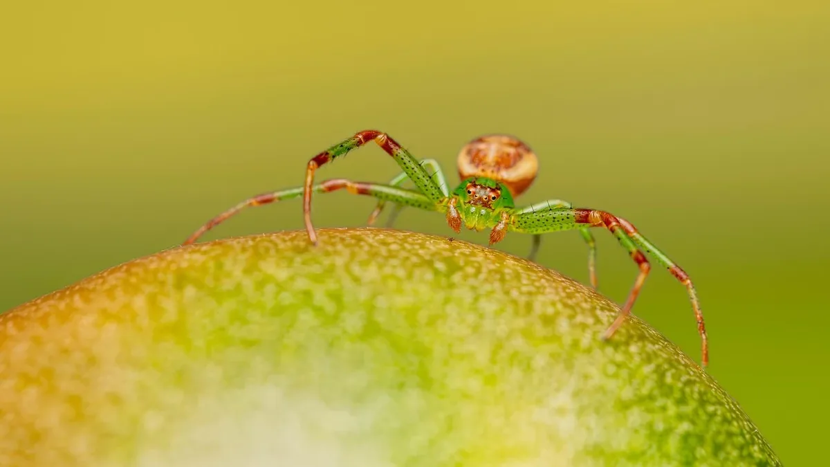 Fashion Weeks: Spider, arachnid, green crab spider, vibrant color, herb, leaf.