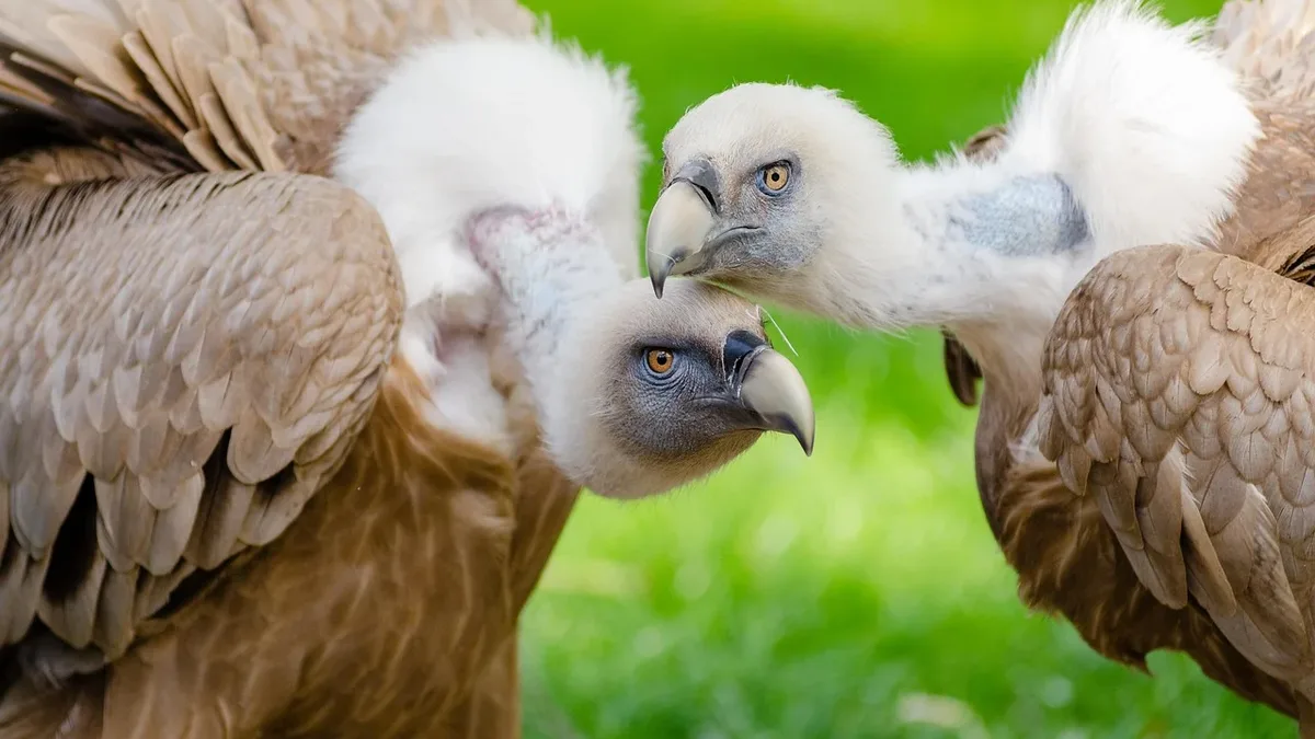 Health Policy: The Delhi Zoo is seeking a breeding partner for its lone Egyptian vulture, Jatayu, after over 20 years