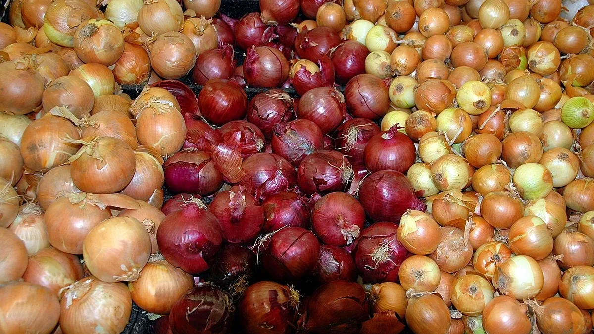 Subsidized onions at ₹35/kg are selling fast in Delhi as retail prices near ₹48, after a delayed and partially stolen...