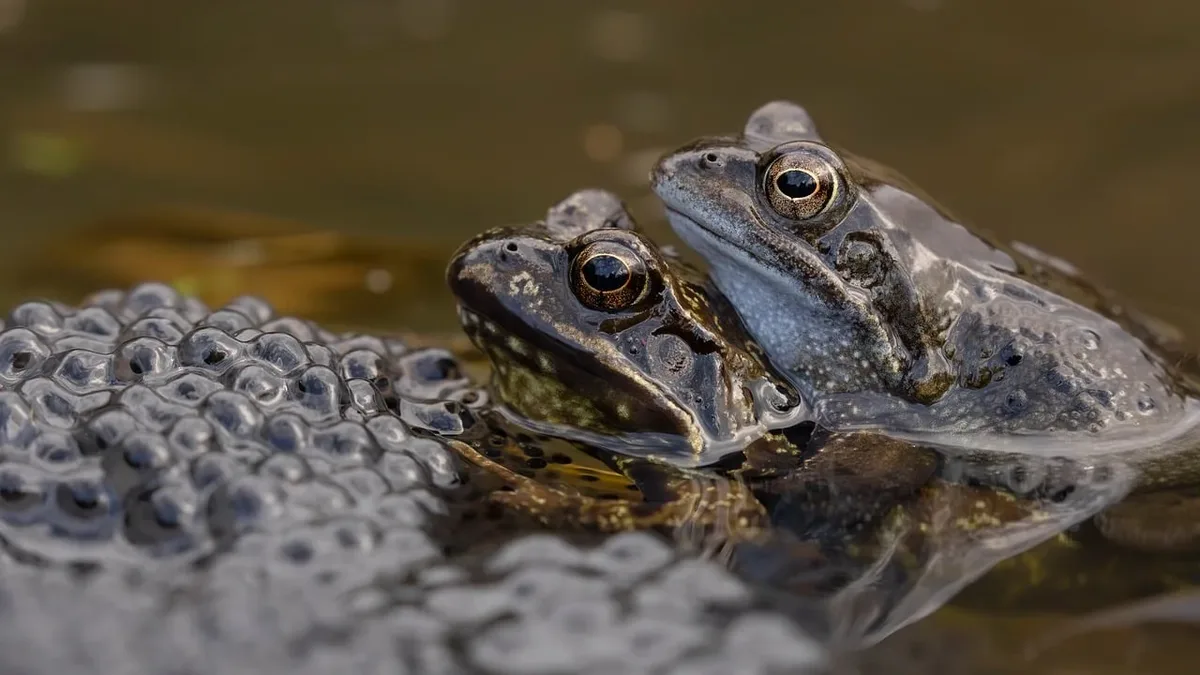A study finds frog species in the Western Ghats that live together differ in body size, a pattern driven by competition...
