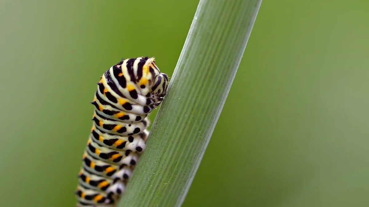 A new study finds caterpillar predation rates are significantly higher in Kerala's sacred groves than in nearby home...