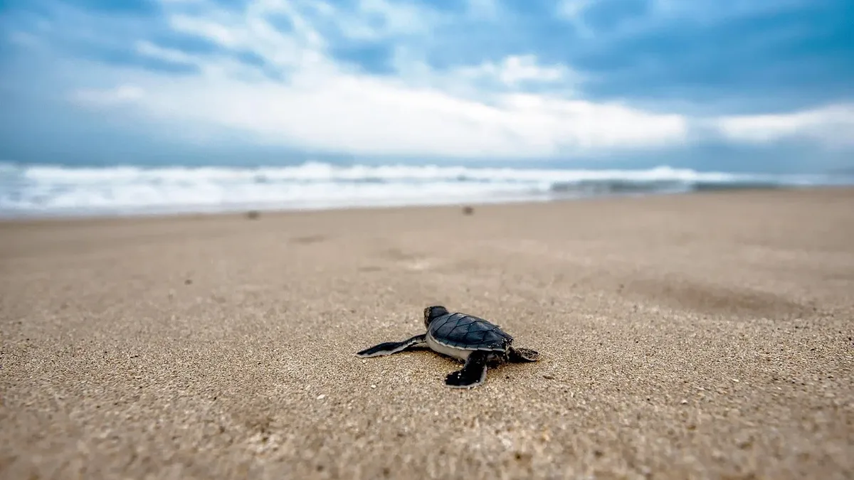 The largest living sea turtle, the leatherback, nests at Galathea Bay on Great Nicobar Island, where a planned...