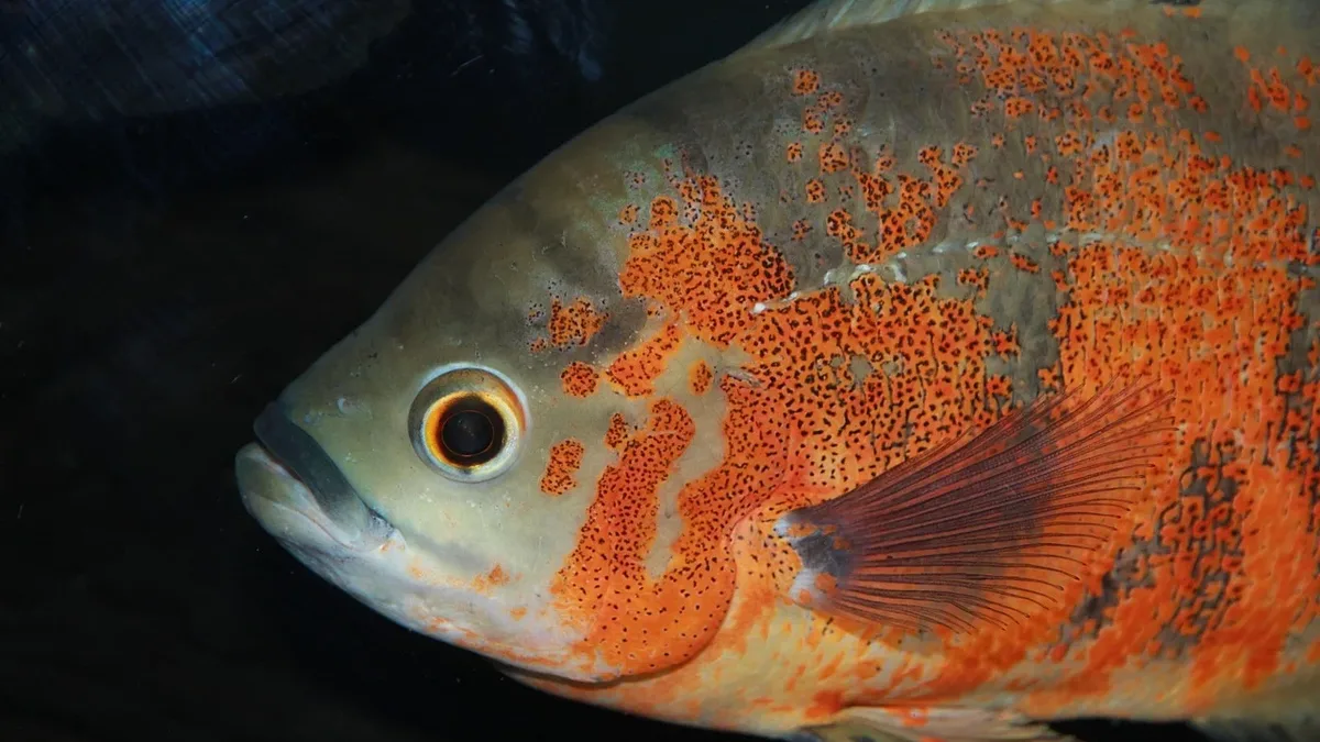 A new report reveals over 2,700 freshwater fish species in the Amazon Basin, many endemic, are vital for ecosystems and...