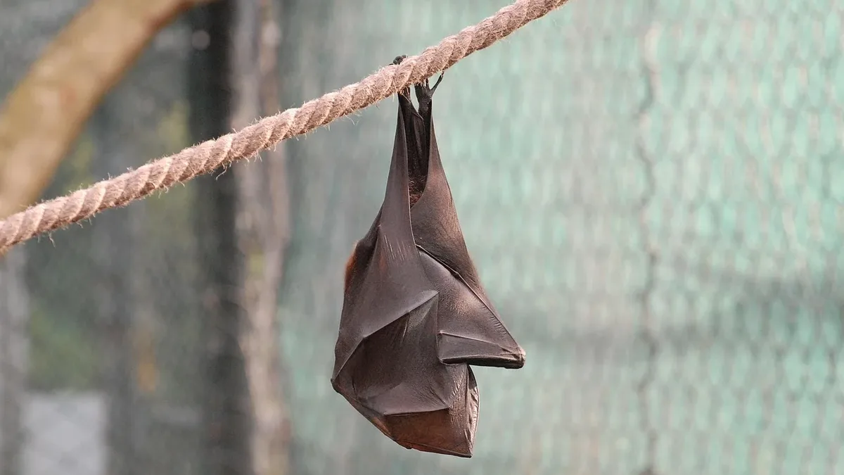 A decade of rescue data shows native animals like possums, bats, and wombats are commonly found in roofs, walls, and even...