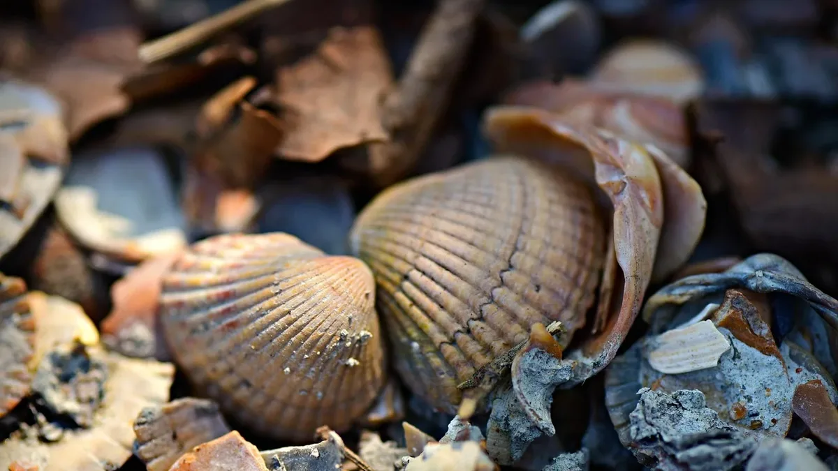 A rewilding team is planting test seagrass meadows on Germany's Baltic coast this summer to trial a new method of...