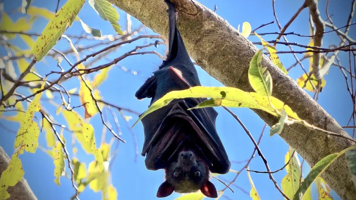Protection: A landmark genomic and fossil study confirms bats first evolved in Europe, overturning previous theories