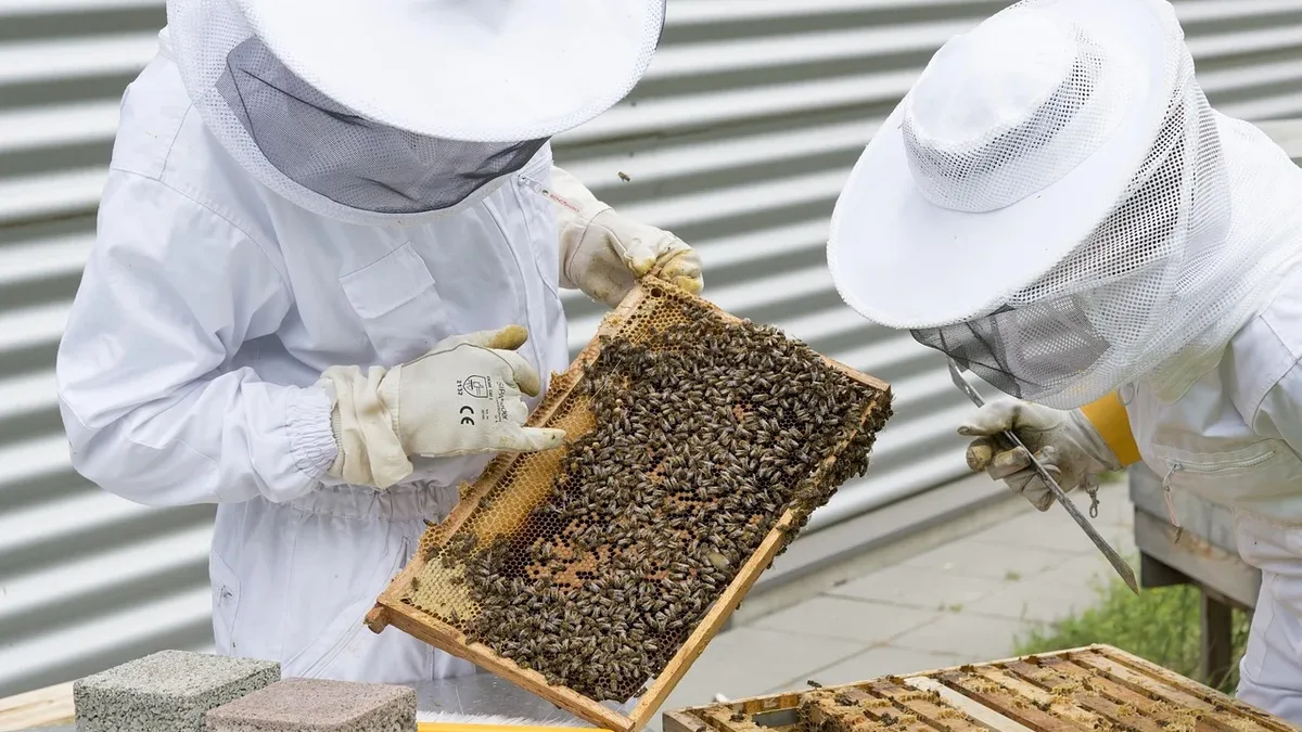 British beekeepers warn the invasive Asian hornet is creating 'pollinator deserts' and threatening food security, calling...
