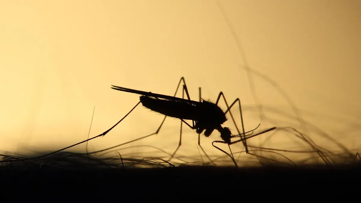A California mosquito control district is releasing half a million sterile male mosquitoes to suppress disease-carrying...