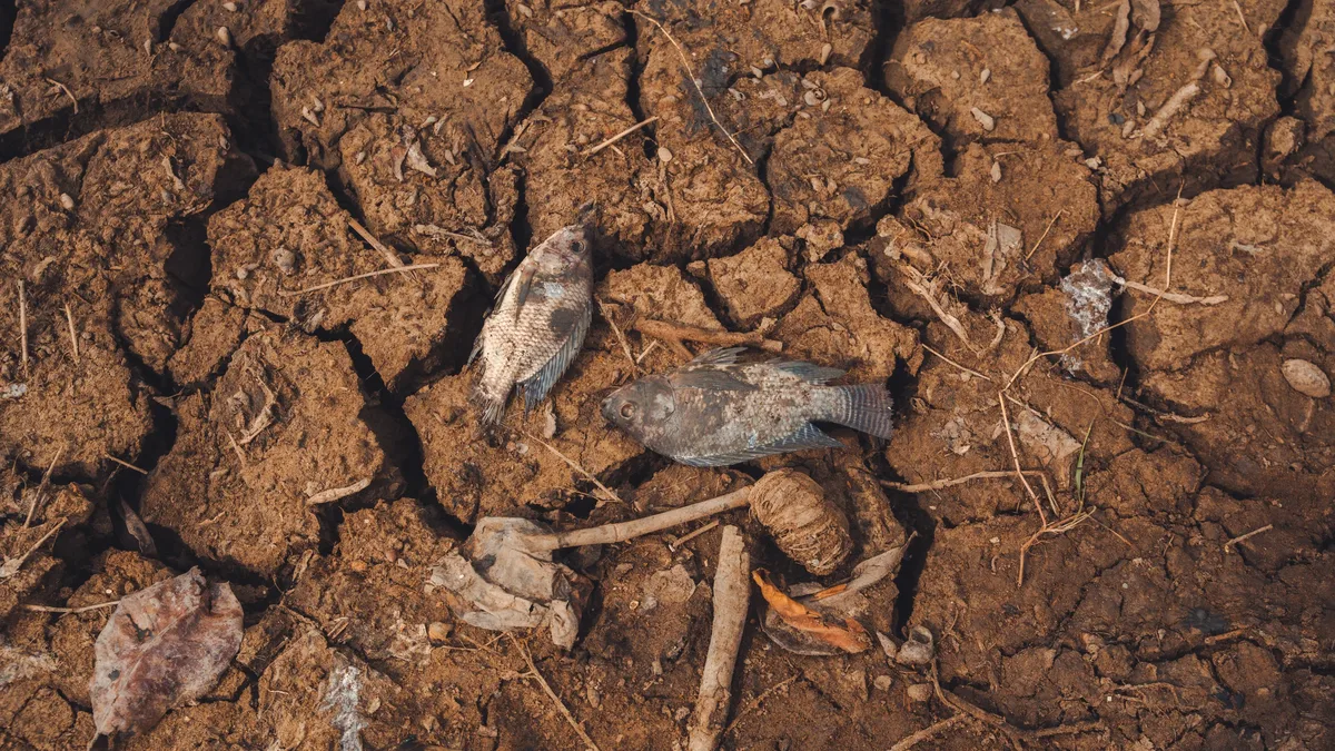 The economic and human toll of climate breakdown is catastrophically asymmetric, with poorer nations like Nepal and Sudan...