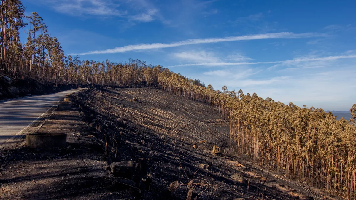 A new study reveals colonial disruption of Indigenous fire management triggered a fourfold increase in eucalypt cover...